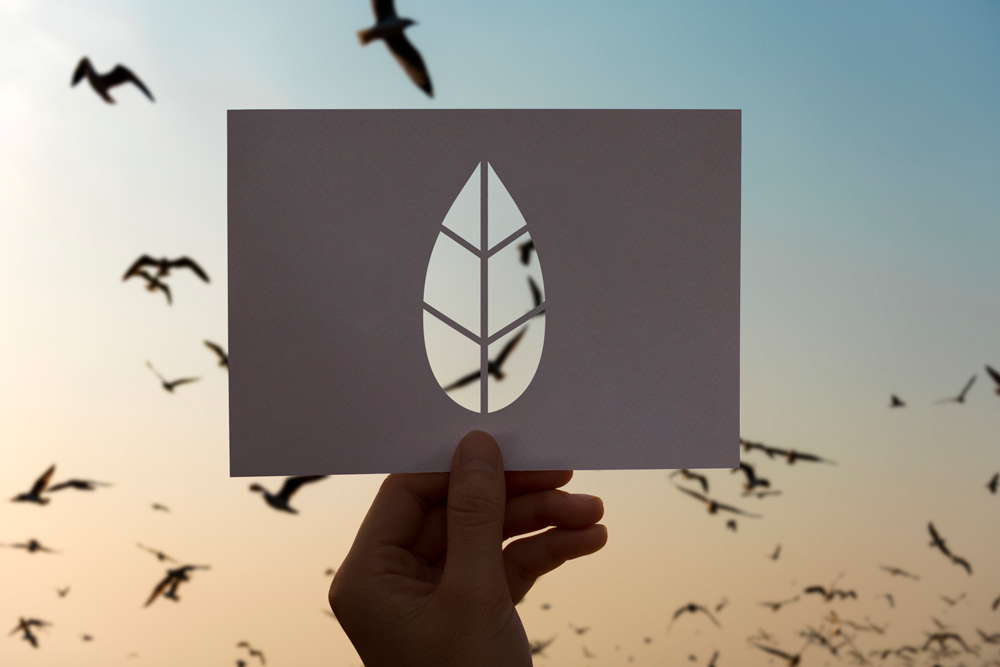 palomas y otras aves