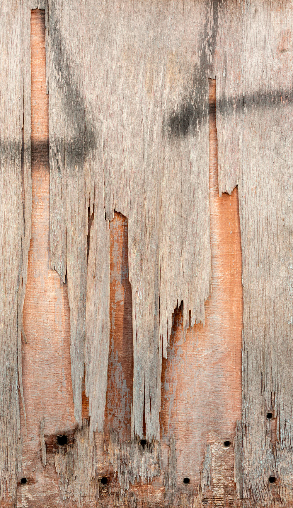 patologías de la madera