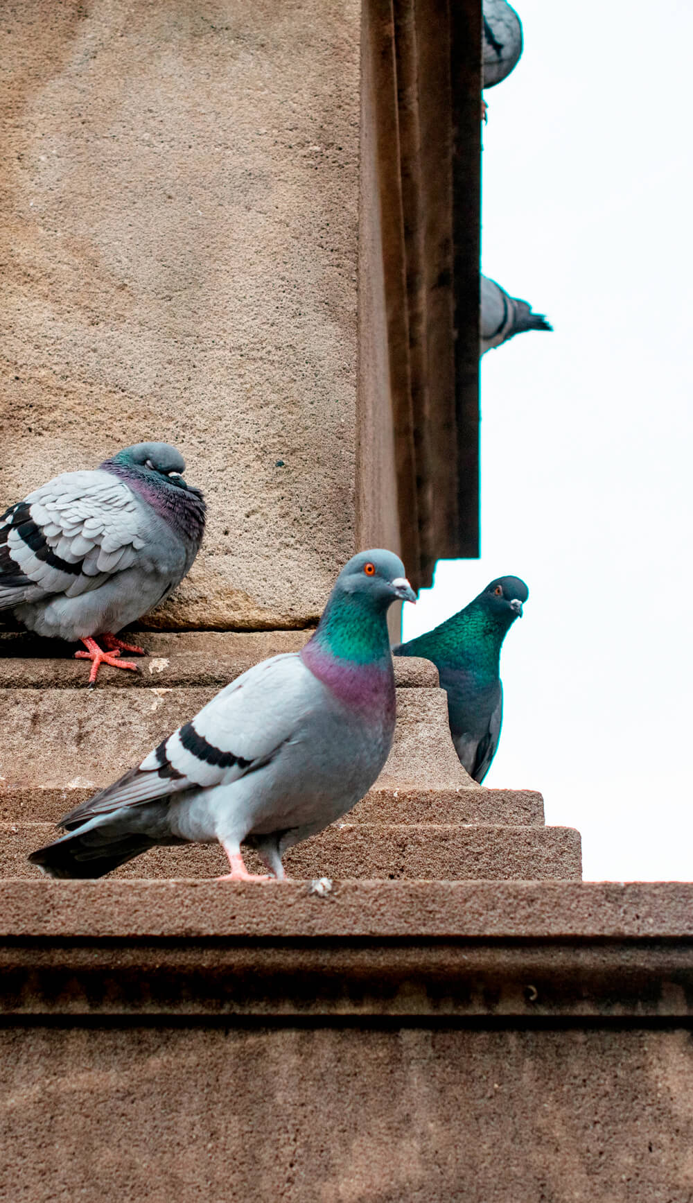 patologías de la madera